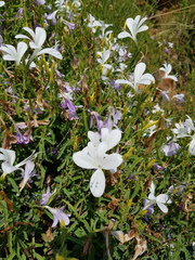 Barleria pretoriensis