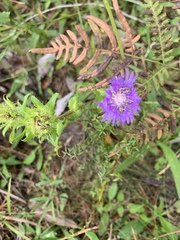 Stokesia laevis