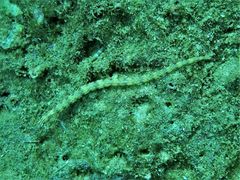 Corythoichthys flavofasciatus