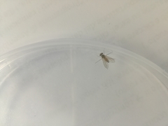 Diptera