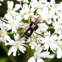 Grypocoris stysi