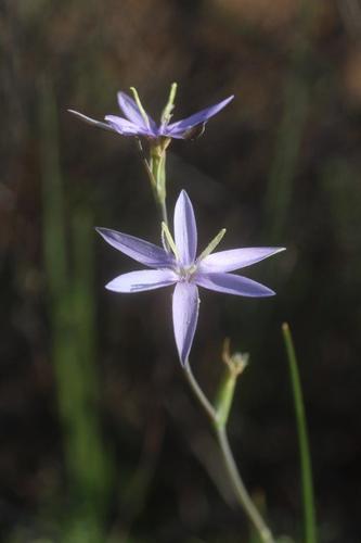 Rush Satin (Geissorhiza subrigida)