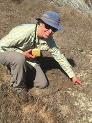 Thamnolia vermicularis vermicularis