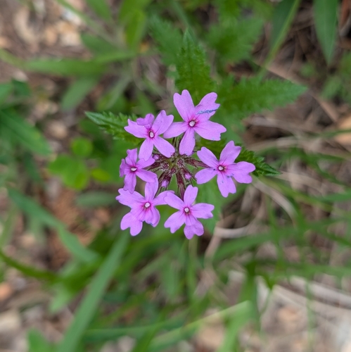 Image of Glandularia canadensis by (c) Conway Hawn, some rights reserved (CC BY)