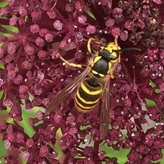 Vespula koreensis