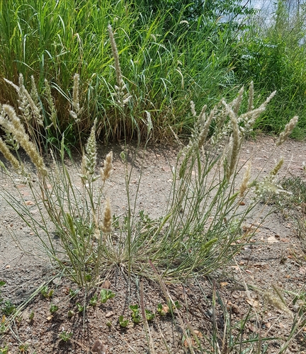 Enneapogon cenchroides
