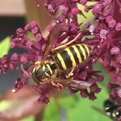 Vespula koreensis