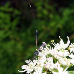 Gasteruption jaculator