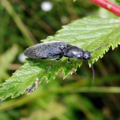 Hemicrepidius hirtus