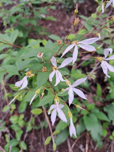 Image of Gillenia trifoliata by (c) Bob Schwartz, some rights reserved (CC BY)
