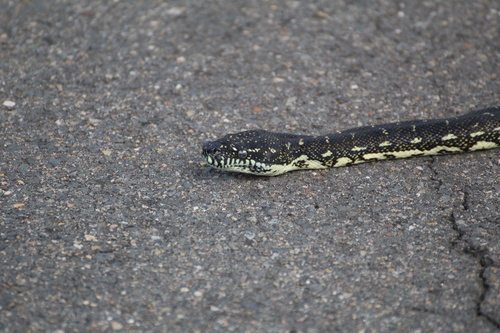 Diamond Python sighting