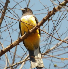 Trogon citreolus