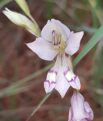 Gladiolus pretoriensis