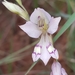 Gladiolus pretoriensis - Photo (c) Richard Gill, algunos derechos reservados (CC BY-NC), subido por Richard Gill