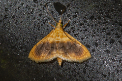 Mabra
