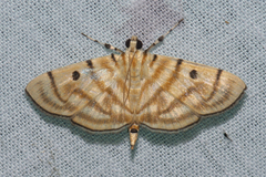 Notarcha