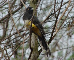 Trogon citreolus
