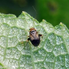 Halticus luteicollis