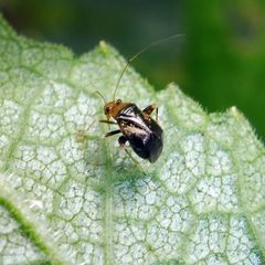 Halticus luteicollis