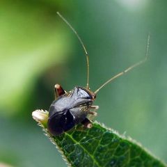 Halticus luteicollis