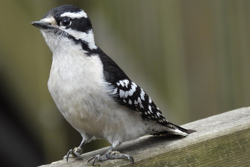 Downy Woodpecker
