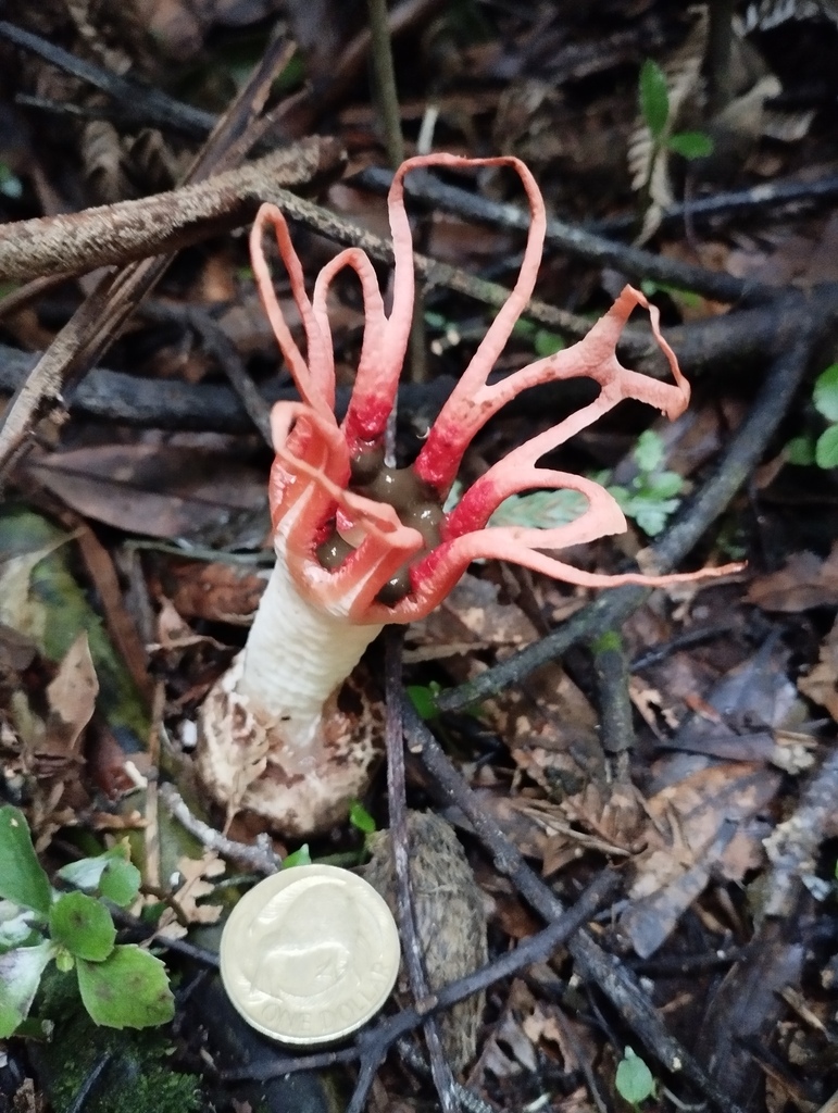 Aseroe rubra · May 2025 · photo: © geoffr (iNaturalist, cc0)