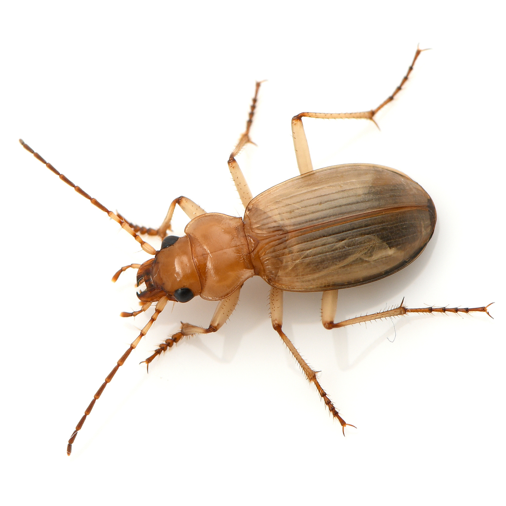 Nebria diversa