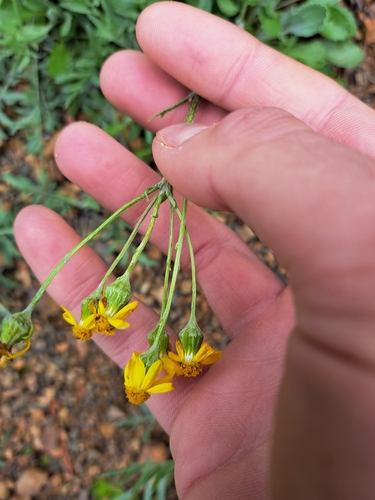 Image of Packera antennariifolia by (c) Bob Schwartz, some rights reserved (CC BY)