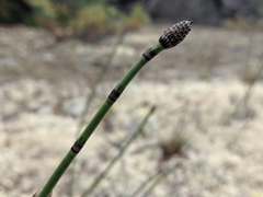 Equisetum × trachyodon