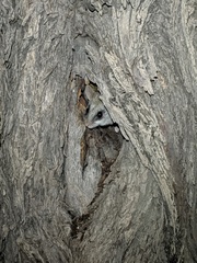 Thallomys nigricauda