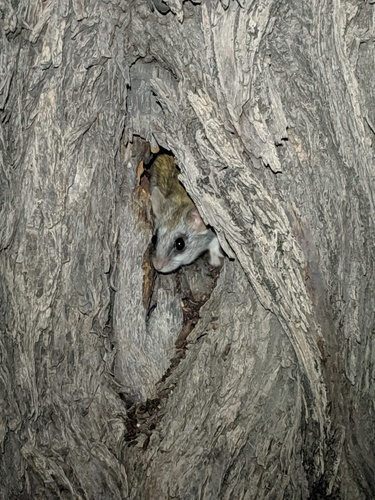 Black-tailed Thallomys