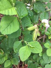 Crotalaria verrucosa