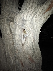 Thallomys nigricauda