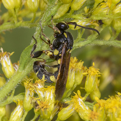 Metopiinae