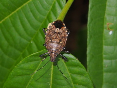 Dalpada nodifera