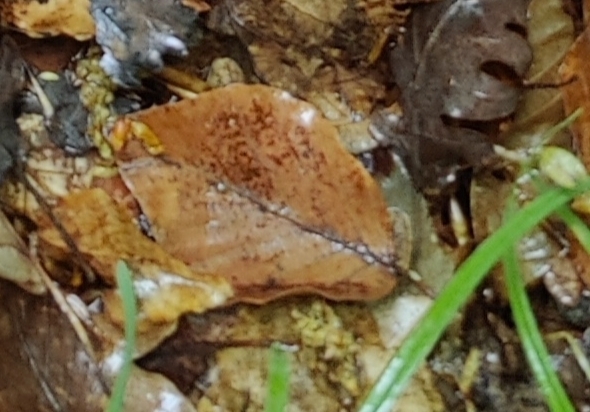 Monochetus sulcatus