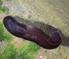 Limax dacampi