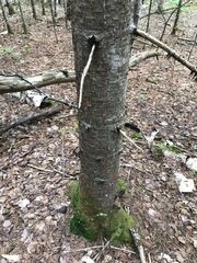 Abies balsamea image