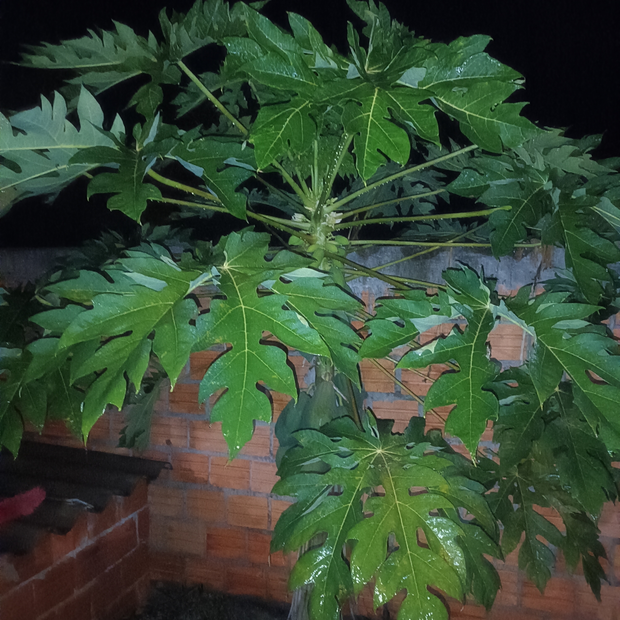 Carica papaya