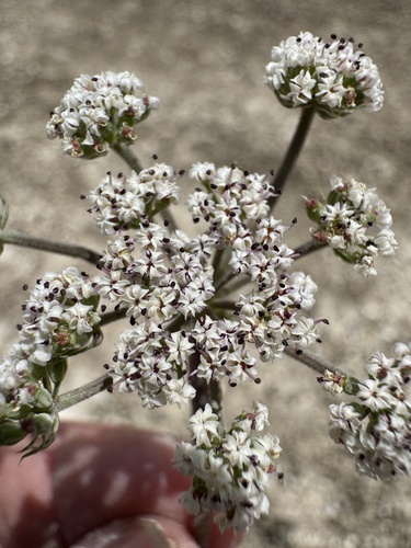 Image of Bentonite Desertparsley (Lomatium bentonitum) by no rights reserved