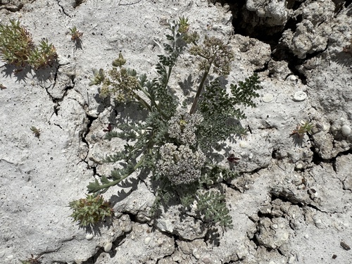 Image of Bentonite Desertparsley (Lomatium bentonitum) by no rights reserved