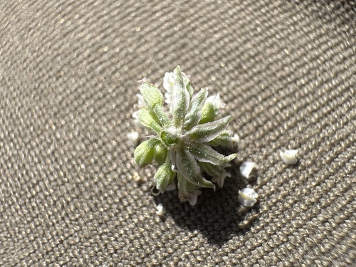 Image of Lomatium bentonitum by no rights reserved