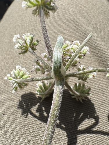 Image of Lomatium bentonitum by no rights reserved