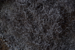 Dendrographa alectoroides