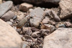 Cicindela marginipennis