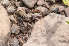 Cicindela marginipennis