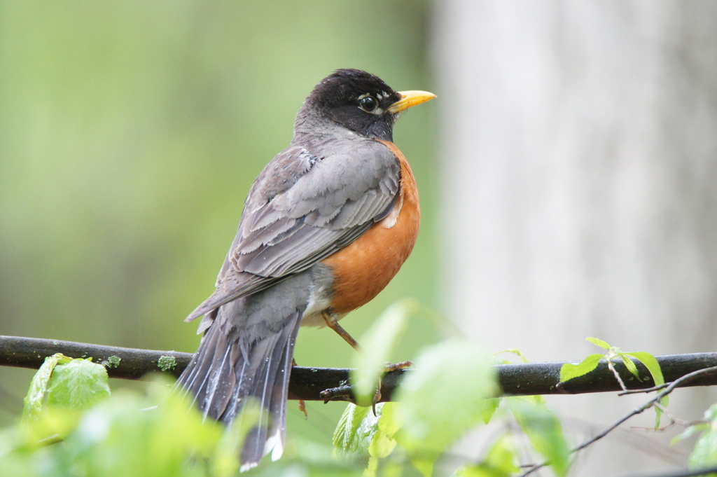 American Robin