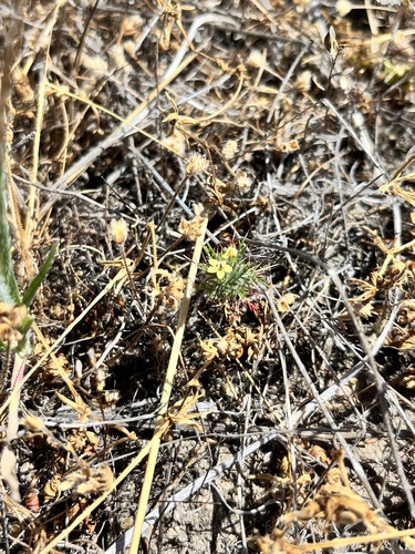 Adobe Navarretia (Navarretia nigelliformis)