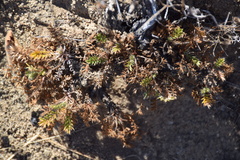 Acaena pinnatifida californica