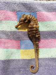 Hippocampus guttulatus